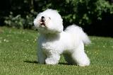 BICHON FRISE 580